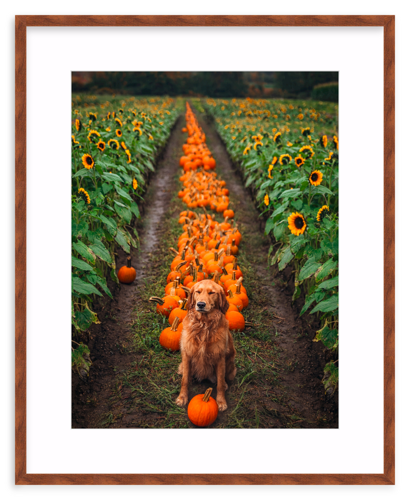Pumpkin Picker Framed Art Print