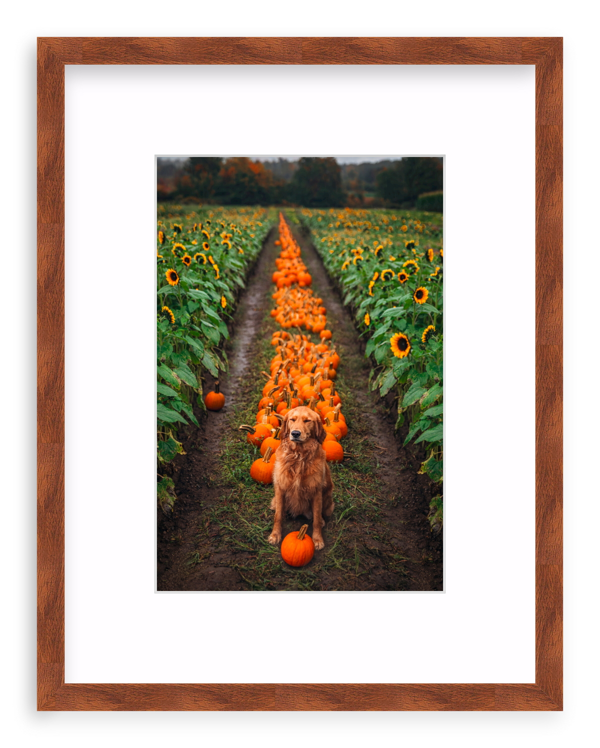 Pumpkin Picker Framed Art Print