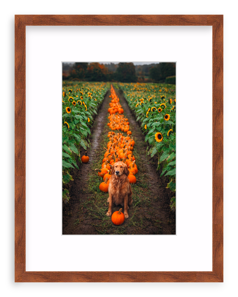 Pumpkin Picker Framed Art Print