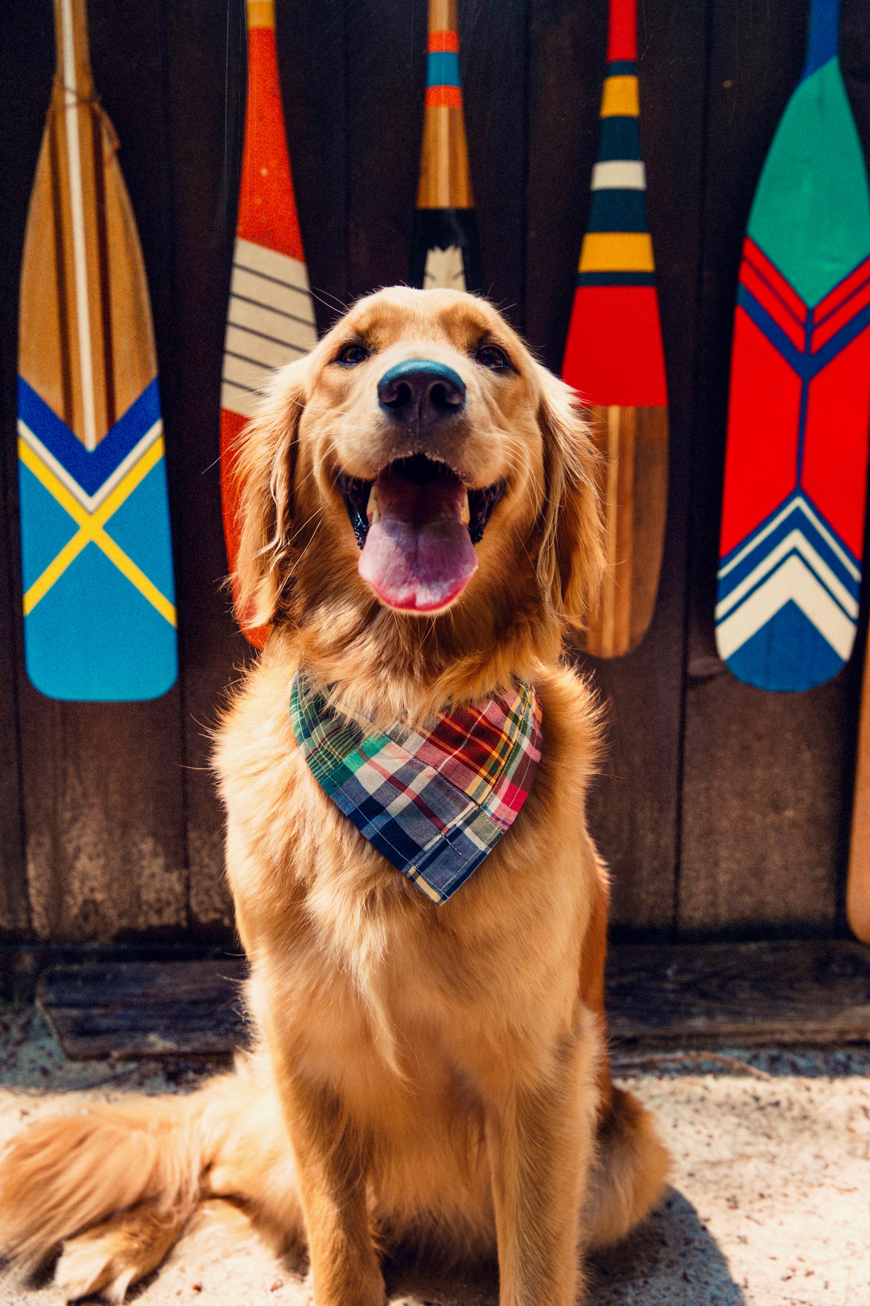 Montauk Patchwork Madras Dog Bandana