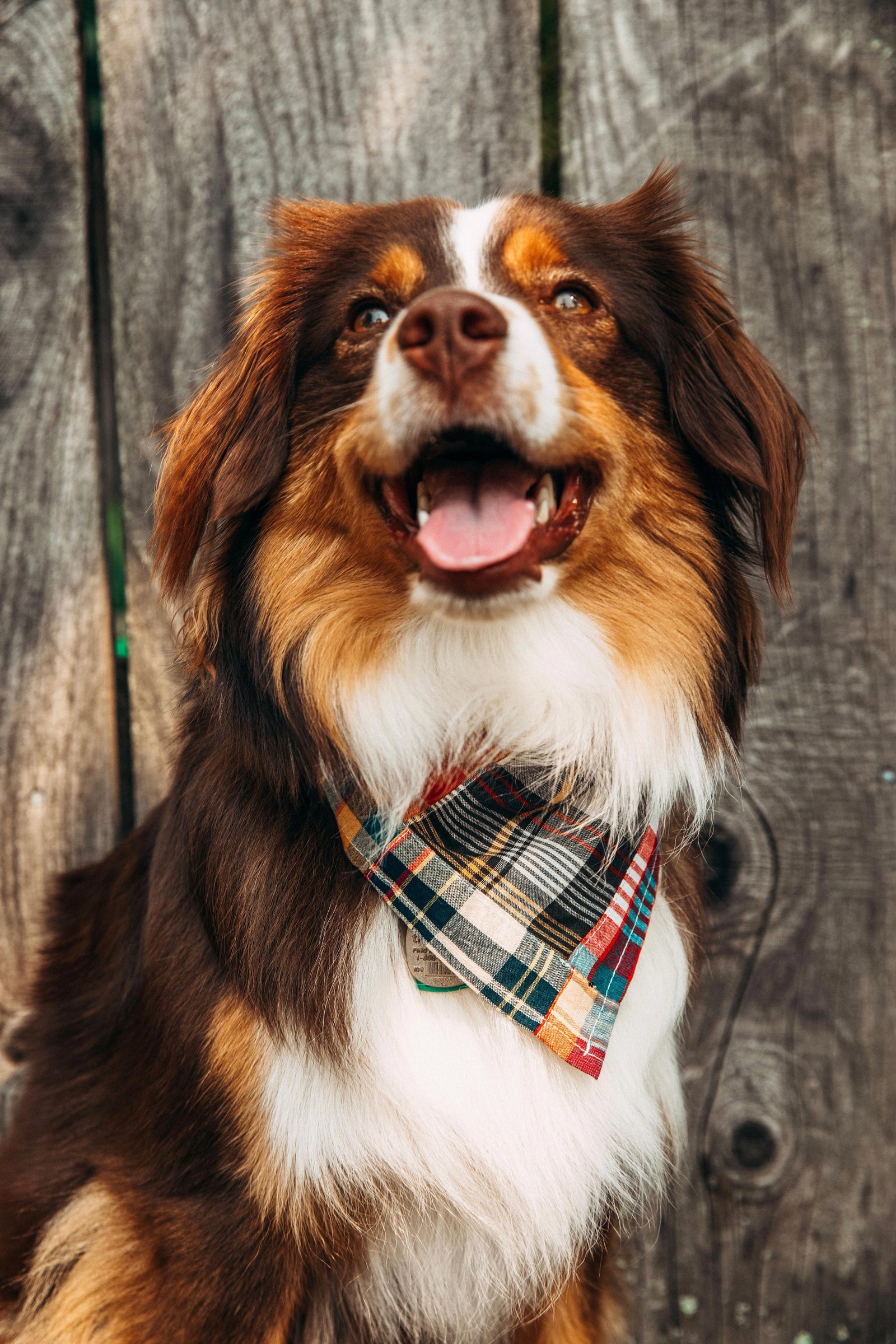 KJP Hyannis Patchwork Madras Plaid Dog Bandana – Kiel James Patrick
