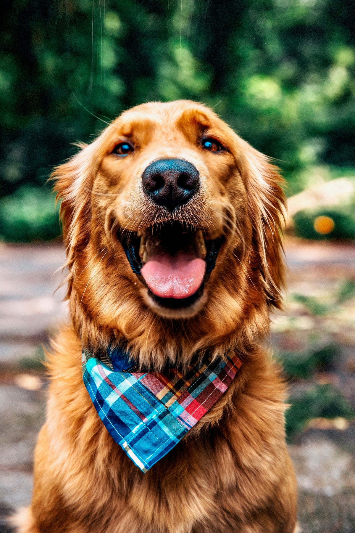 Montauk Patchwork Madras Dog Bandana