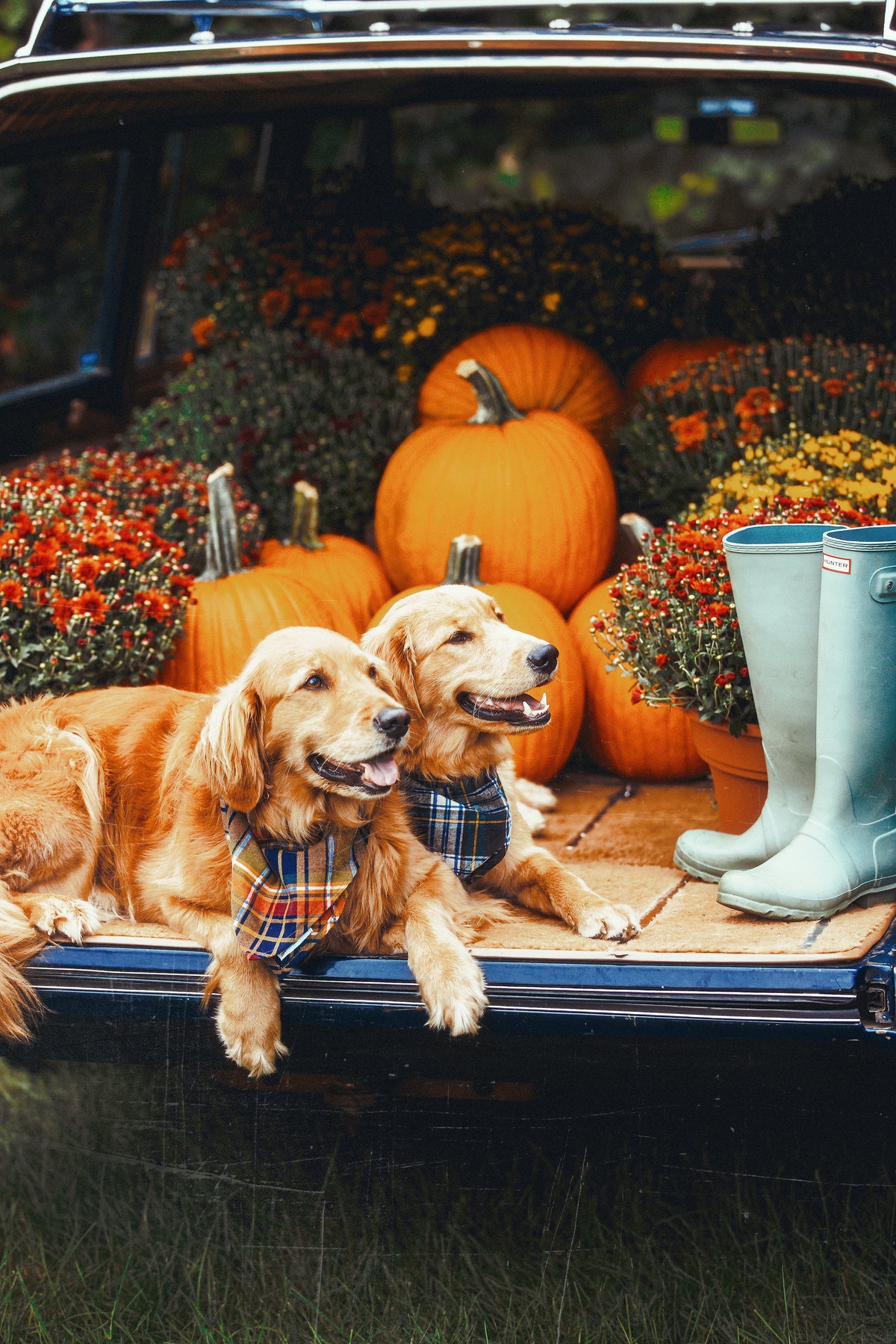 Maple Lake Trail Flannel Dog Bandana