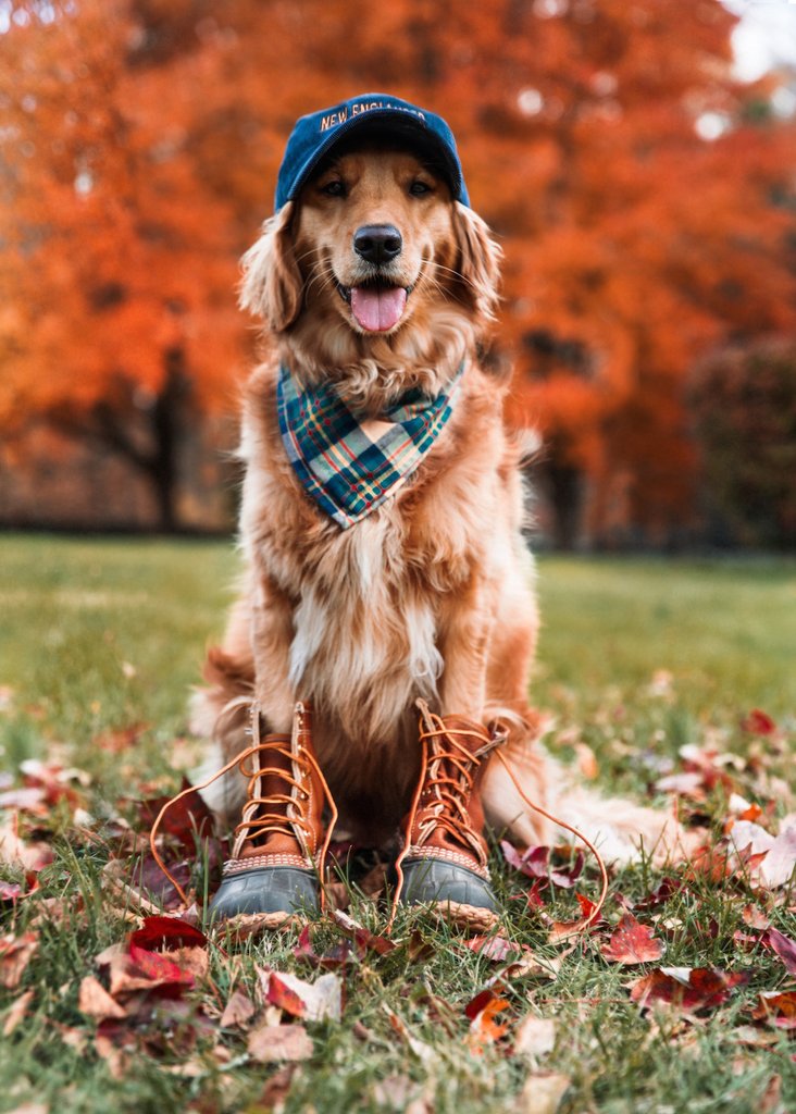 New England House Flannel Dog Bandana