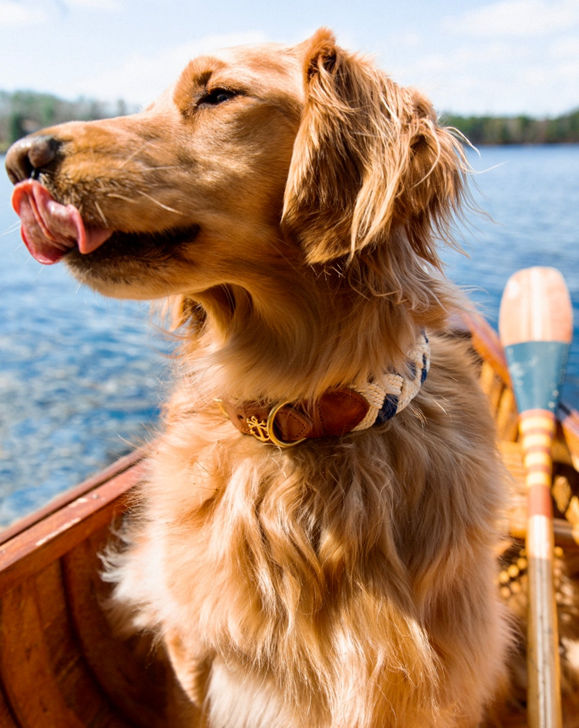 Brenton Cay Dog Collar