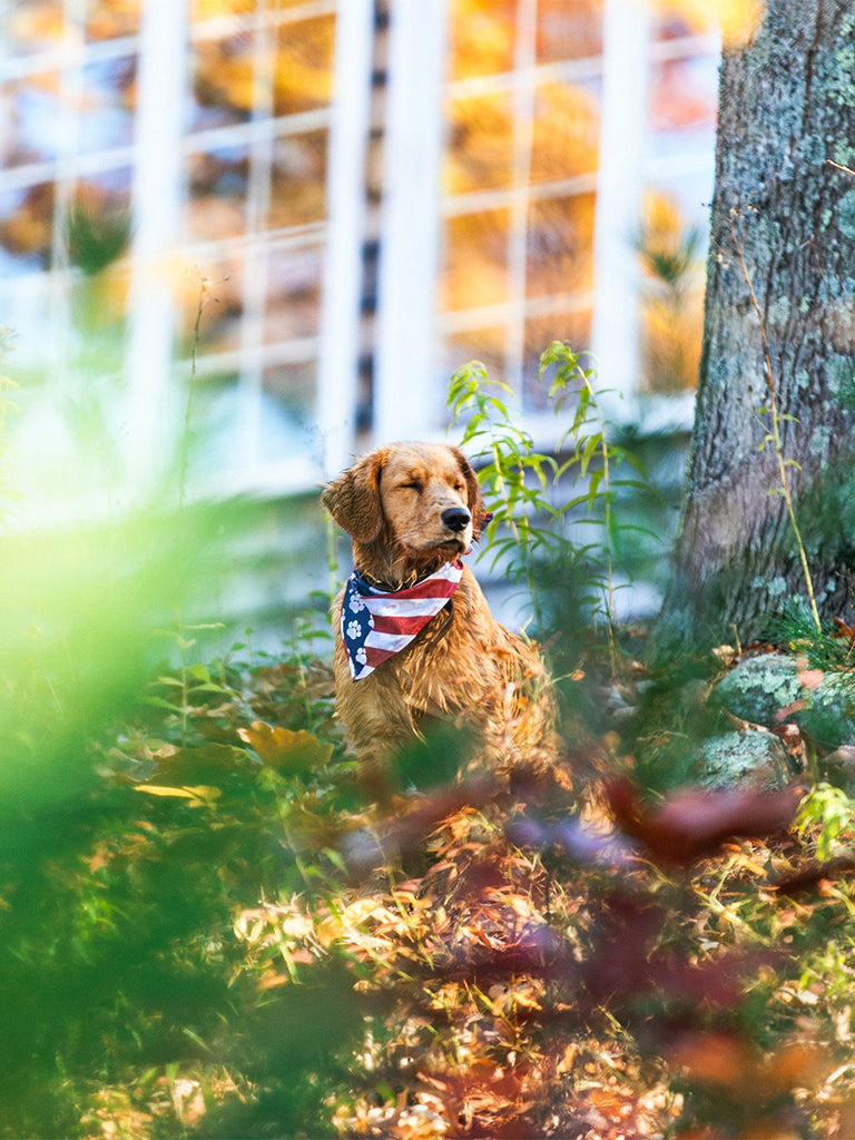 The United Paws of America Dog Bandana