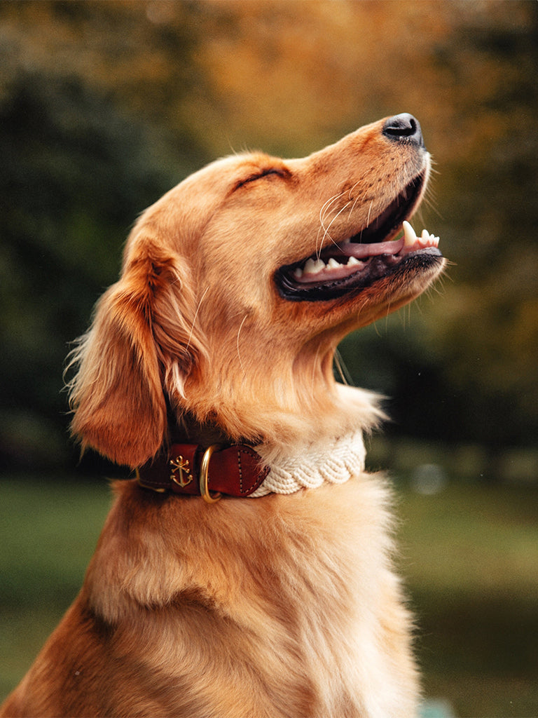 The Knotty Dog Collar- White
